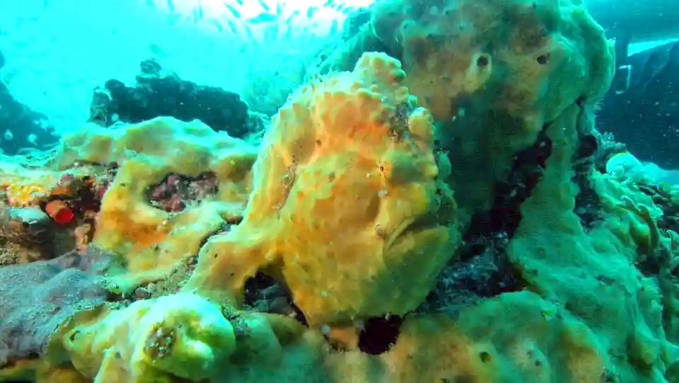 House Reef moko alor 4